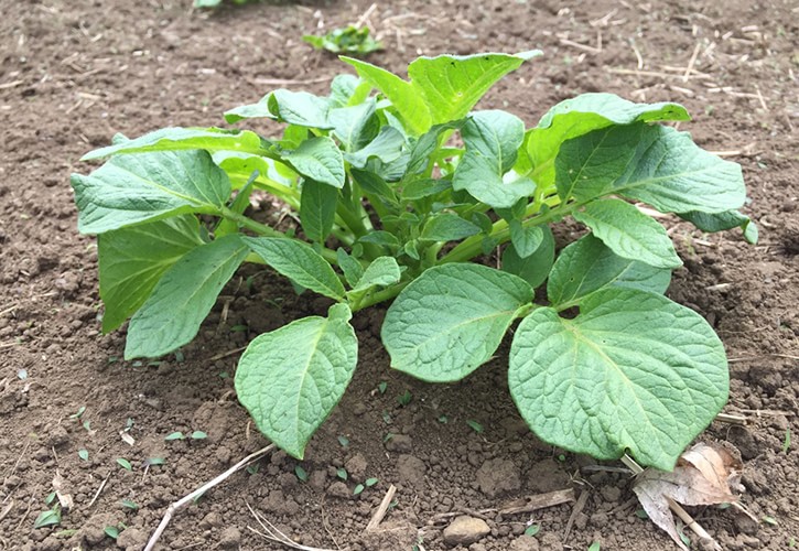 じゃがいもの品種