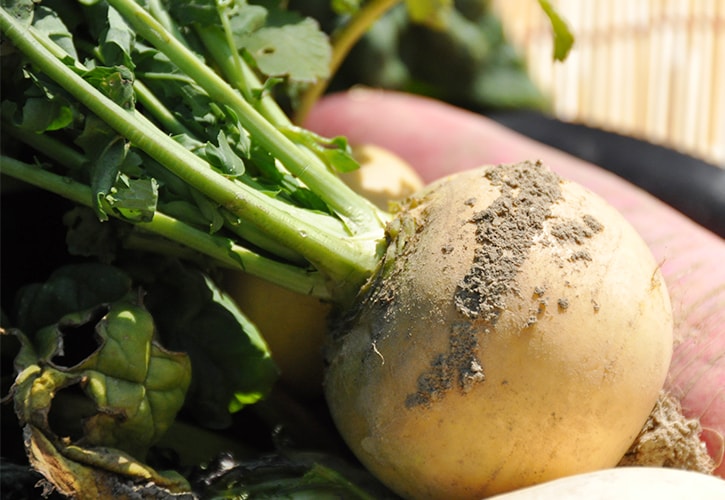 カブの見分け方