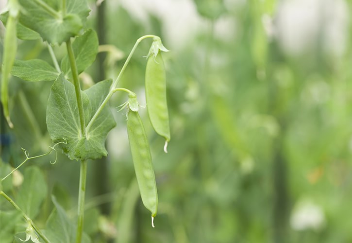 サヤインゲンで疲労回復