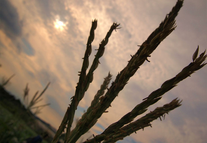 朝もぎとうもろこし