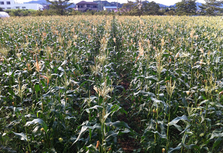 朝もぎトウモロコシ