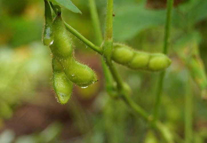 ちゃ豆の特徴-min