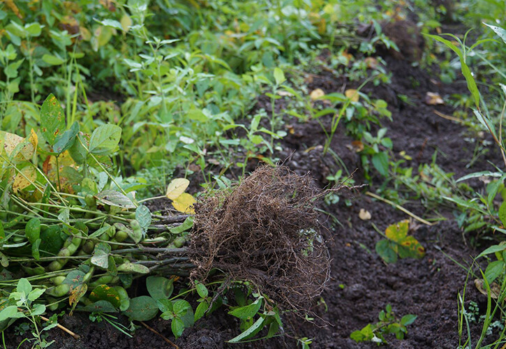 ちゃ豆の収穫体験