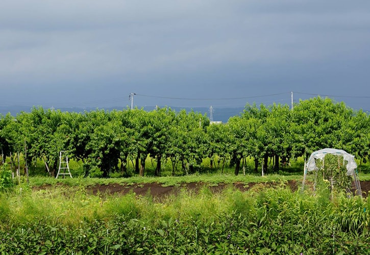 山形の桃畑