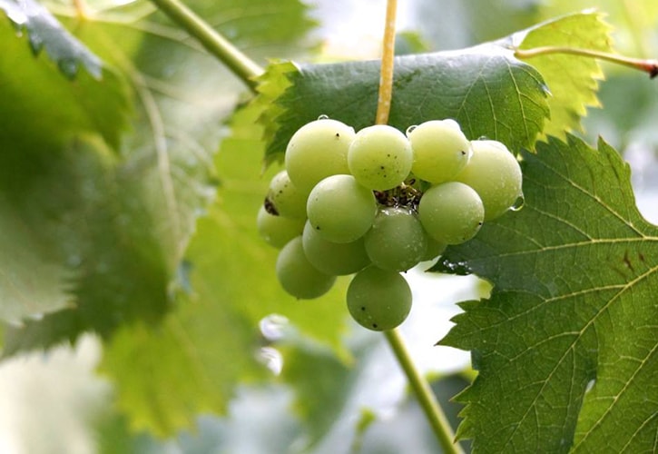 ぶどうの販売方法