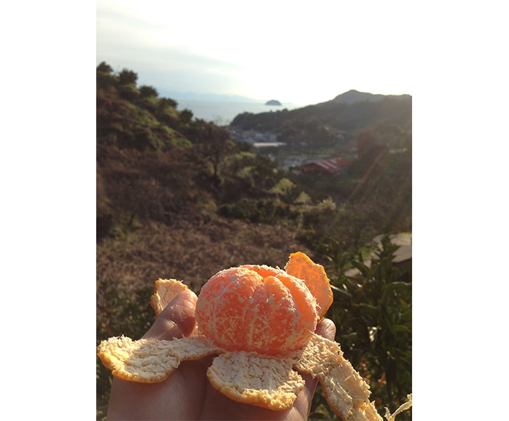 みかんの季節はもうすぐ