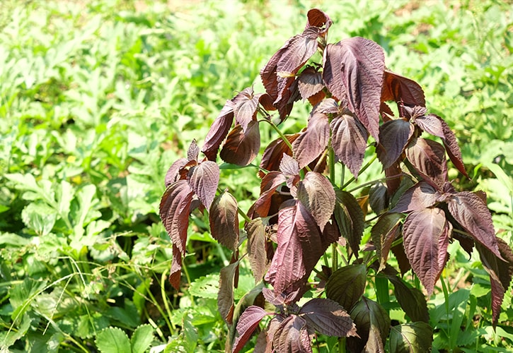 みょうがの生産