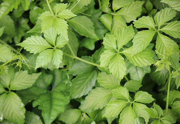 ミカン畑で草の処理