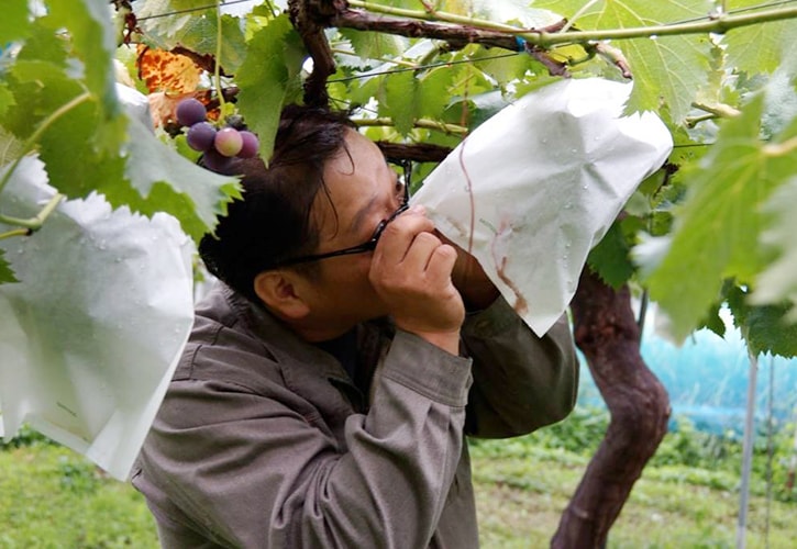 袋の外からでもわかるぶどうの美味しさ