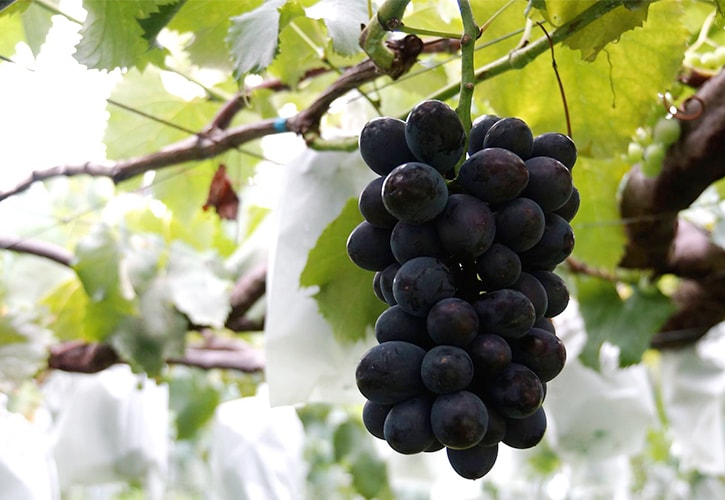 酒井ぶどう園のぶどう