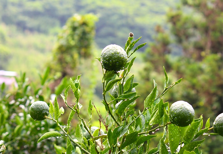 青いミカン