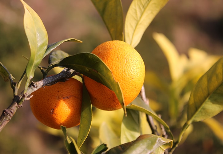 極早生みかん日南