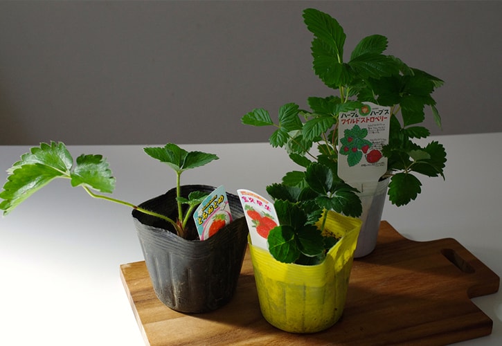 いちごを自分で育ててみる