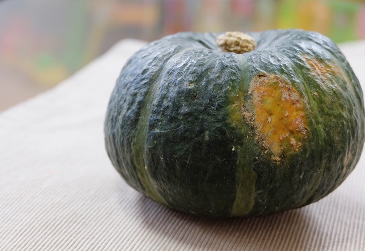 かぼちゃ