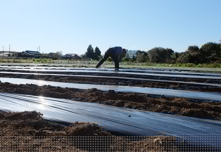 ヤナガワファーム