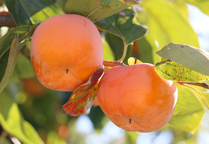 岐阜が発祥の富有柿