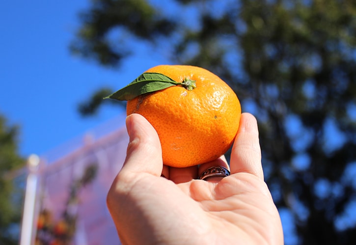 温州ミカンの栄養素