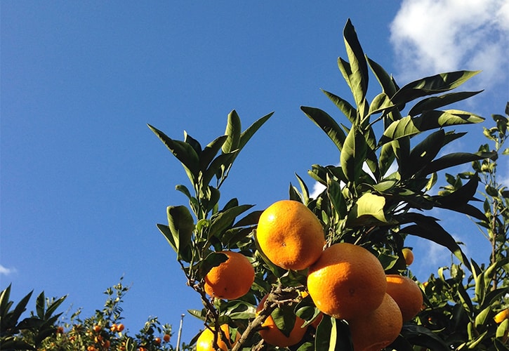 みかんを育てる