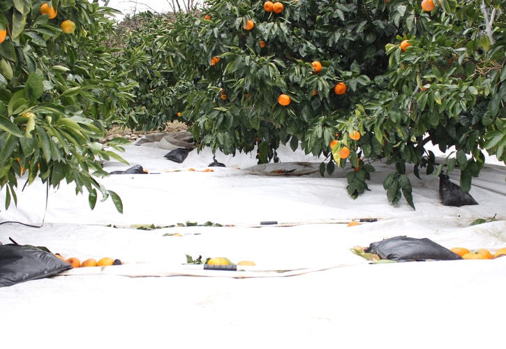 ミカン畑マルチ