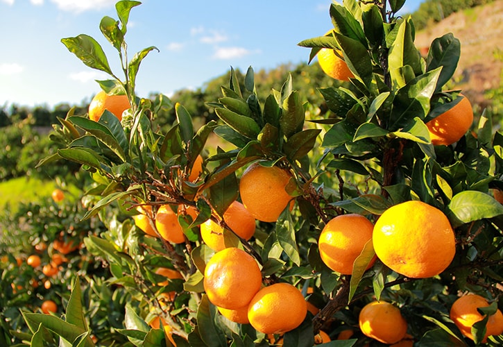 中島みかん