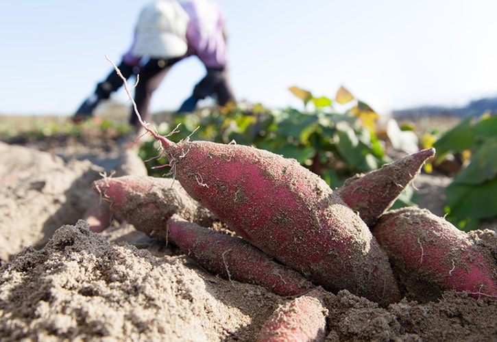 さつまいも