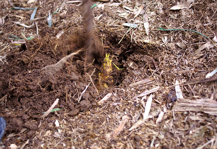 たけのこを掘る