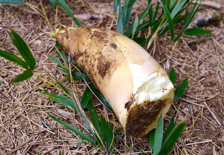 掘りたてのたけのこ