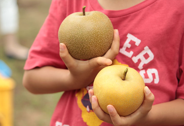 梨の品種