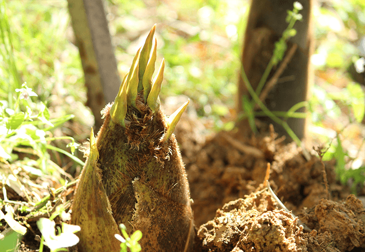 なごりの筍はお刺身で 採れたては 生で食べる 臼杵農園の筍掘りへ