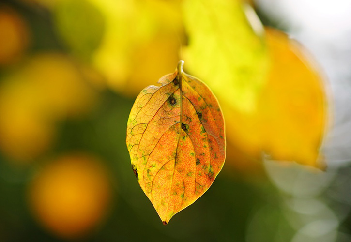 柿の葉にある栄養