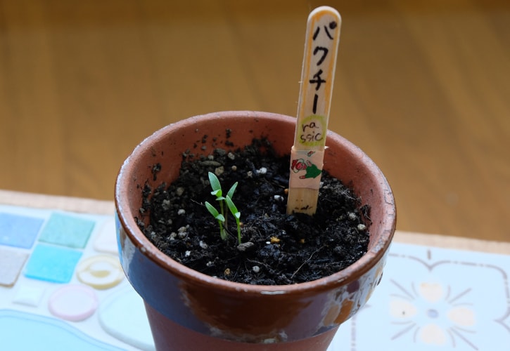 パクチーを育ててみる