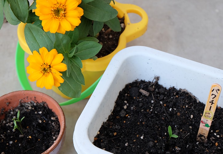 ベランダで家庭菜園