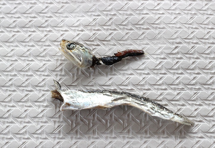 いりこの下処理