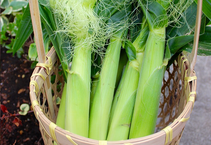 ヤングコーン収穫