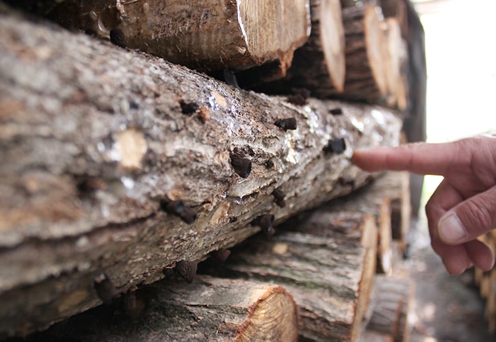 原木しいたけの栽培