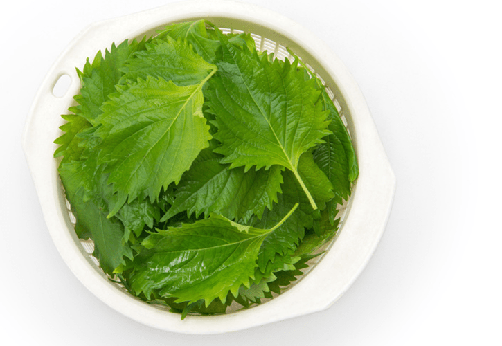 大葉青紫蘇の違い