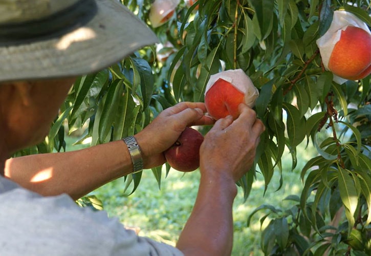 山梨の黄金桃