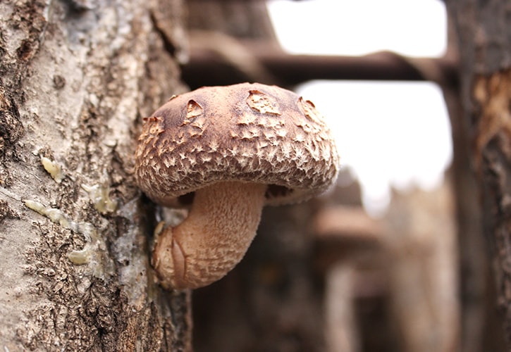 椎茸は原木がおいしい