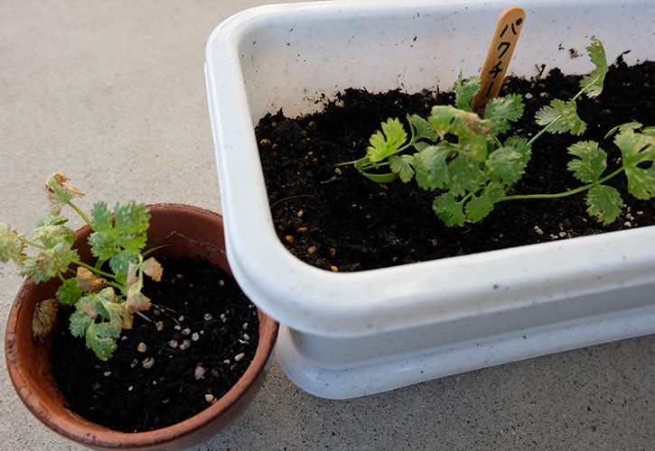 家庭菜園で問題発生