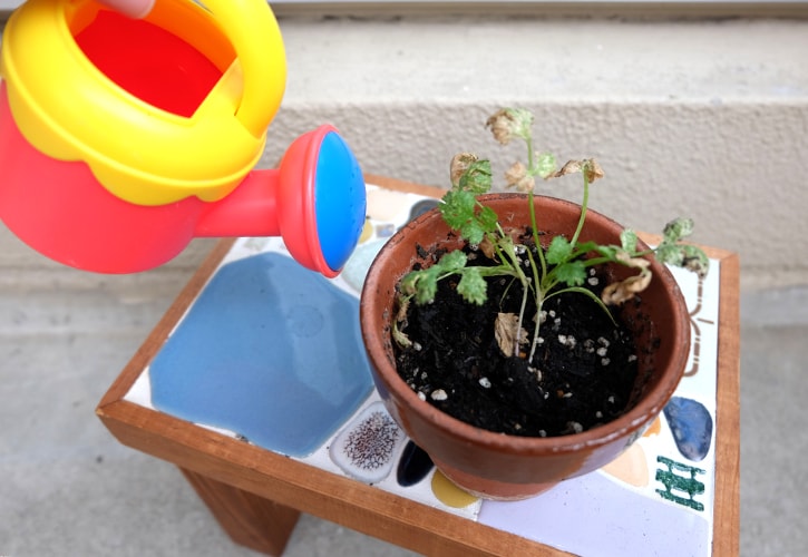 家庭菜園の水やり