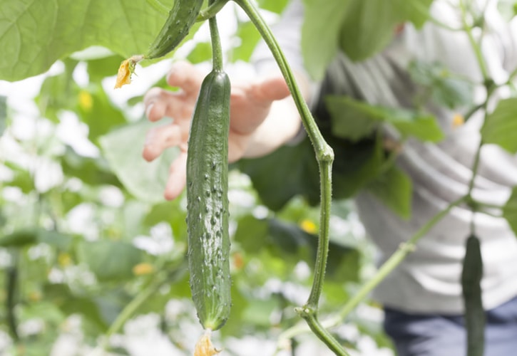 きゅうりが取れる畑