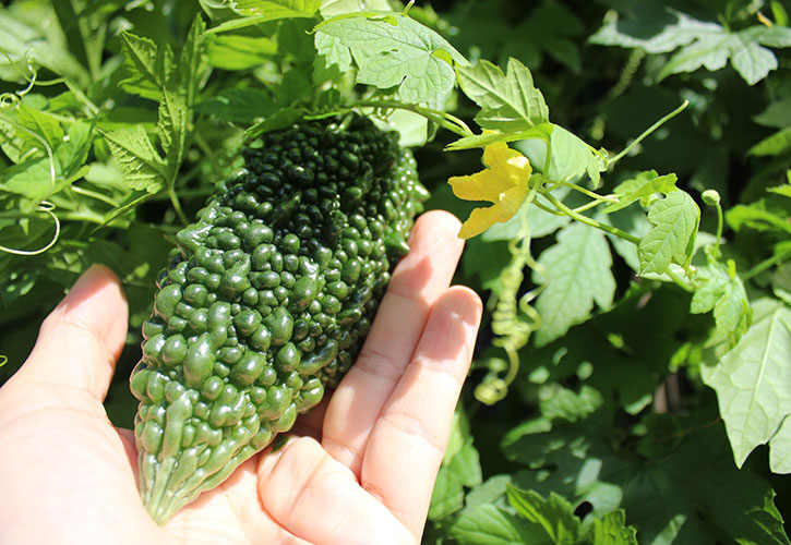 夏野菜ゴーヤ