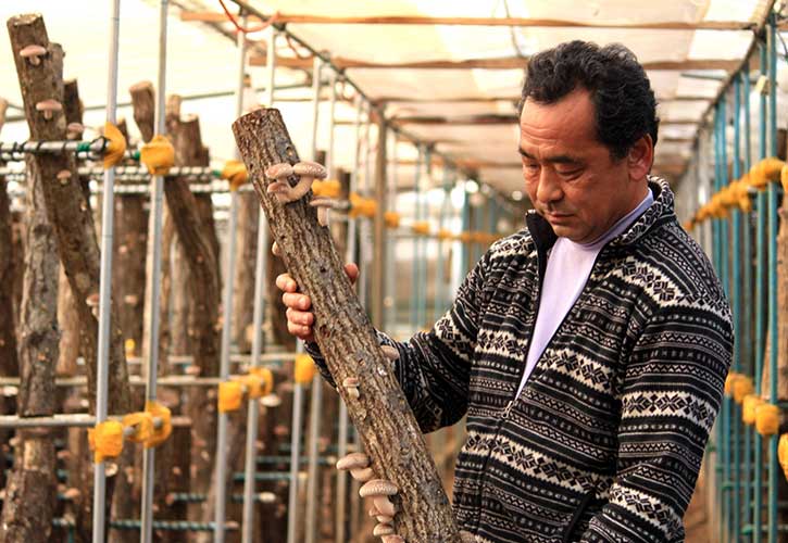 八王子で原木椎茸を栽培する田倉さん