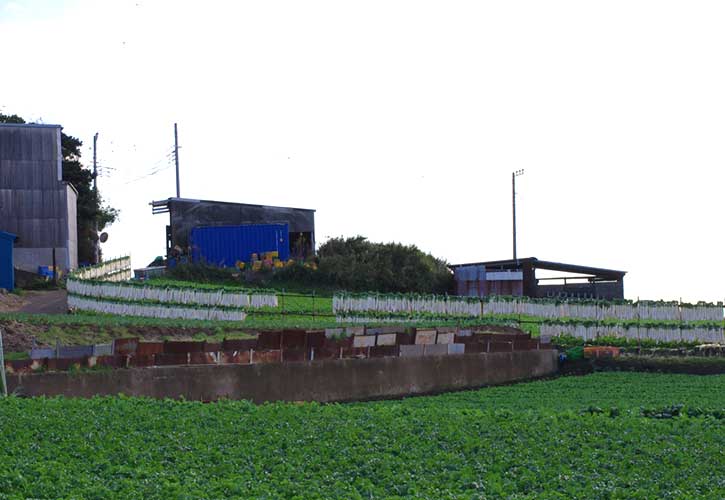 三浦大根のカーテン