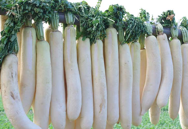 三浦大根を干す