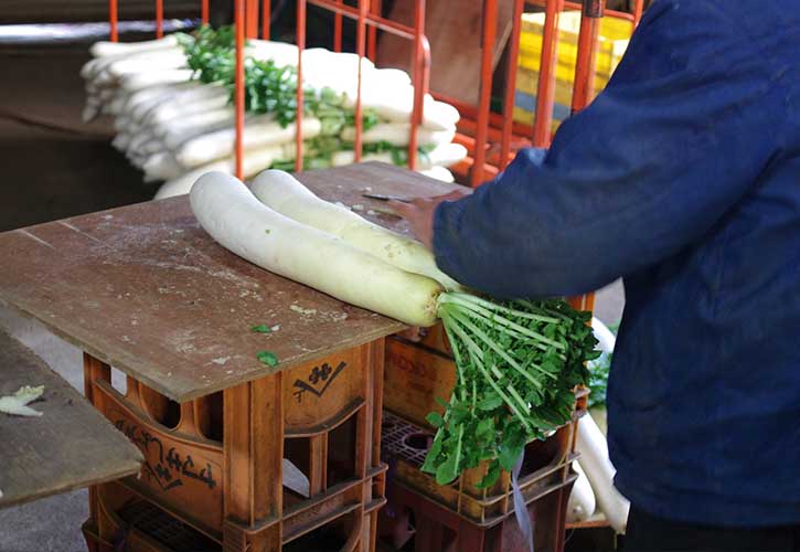 三浦大根を漬ける