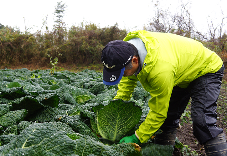 サボイキャベツの畑