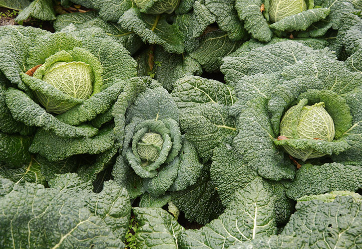 サボイキャベツ