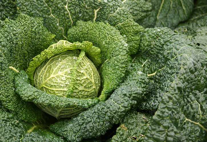 サボイキャベツ
