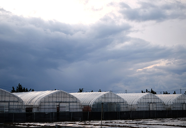 源助だいこんビニールハウス